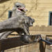 африканский страус чем питается