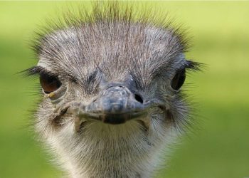 болезни страусов и их лечение