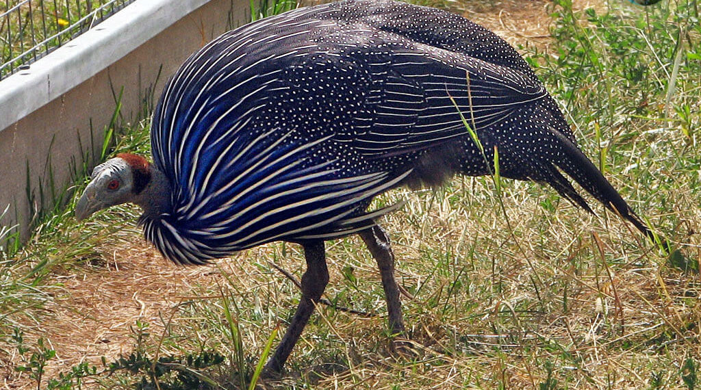 инкубация цесарок в инкубаторе-4