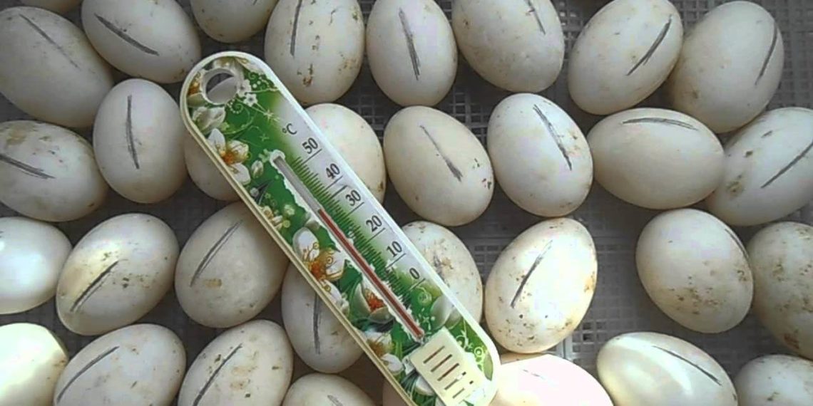 Технология инкубации яиц индейки в домашних условиях