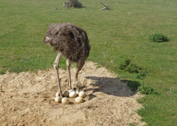 инкубация страусов