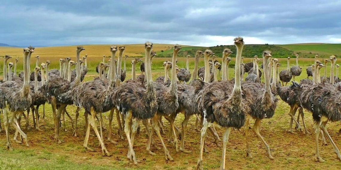 инкубация страусов-4