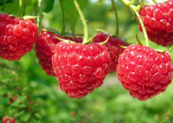 как часто поливать малину