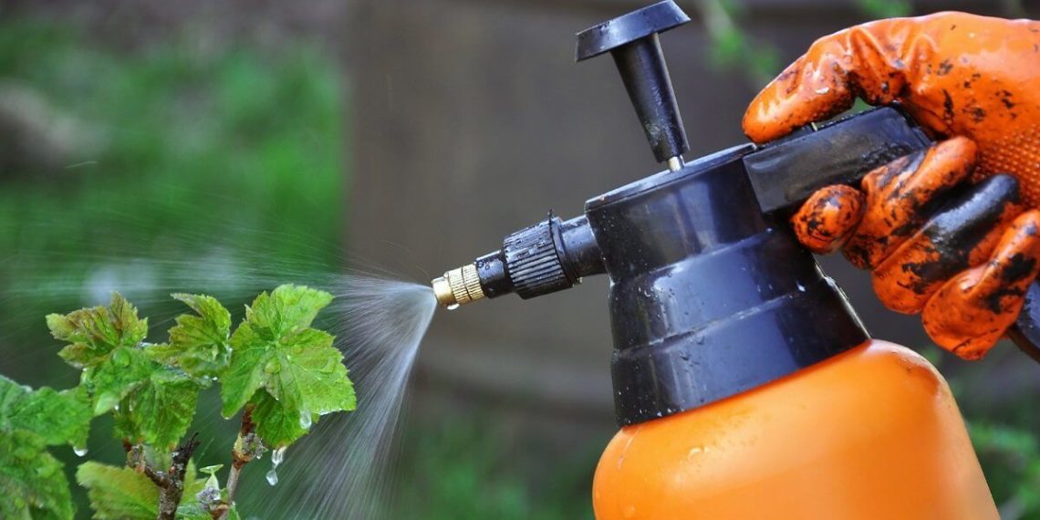 Надо ли поливать крыжовник кипятком?