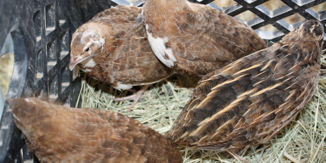 кормление молодняка перепелов-