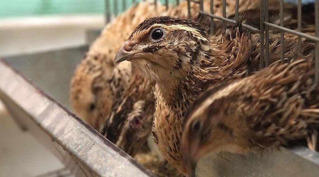 кормление молодняка перепелов-4