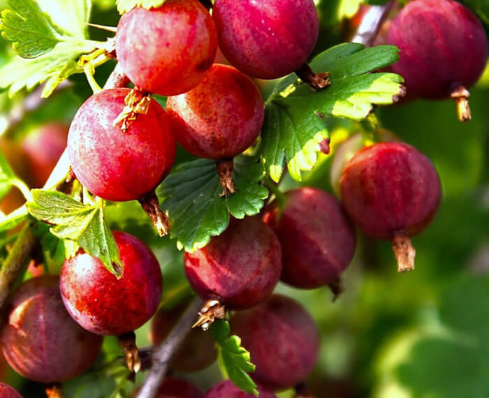 обрезка крыжовника весной-2