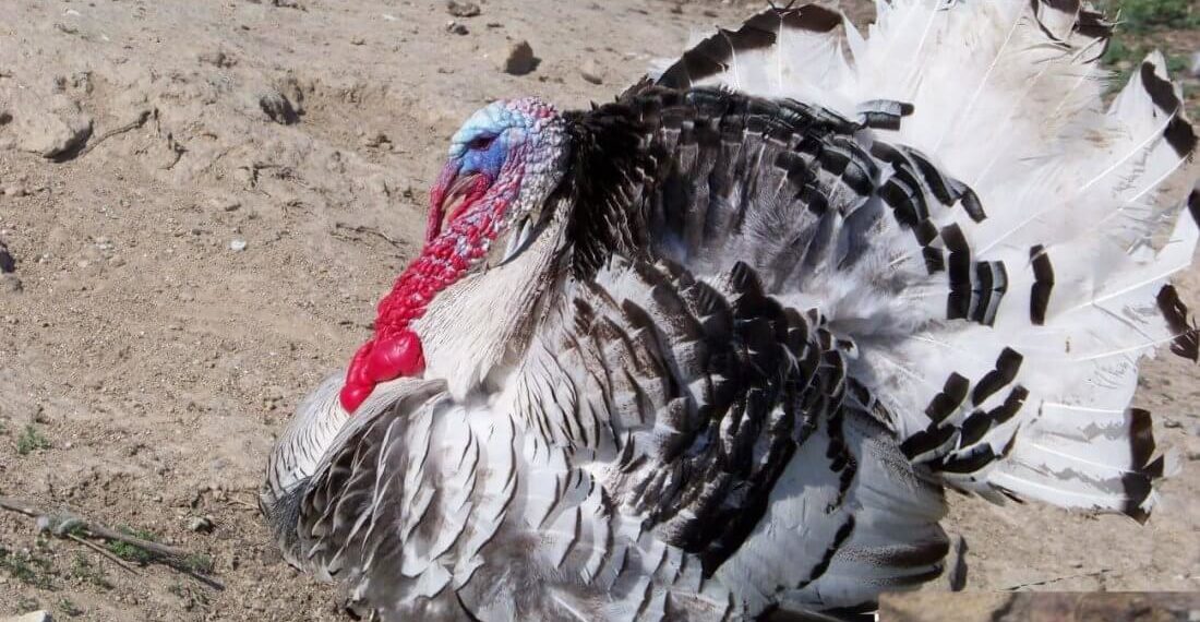 обрезка малины весной