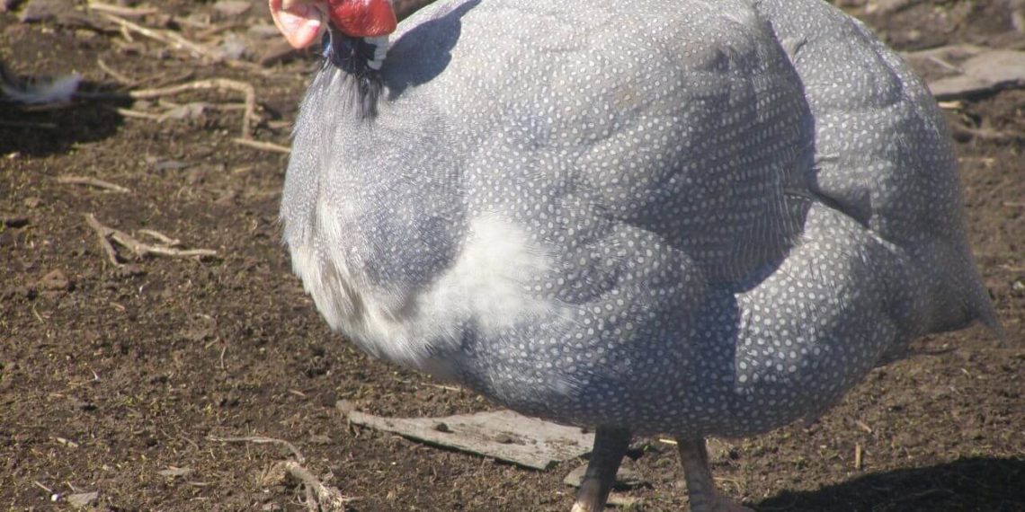 породы цесарок с фото и описанием-4