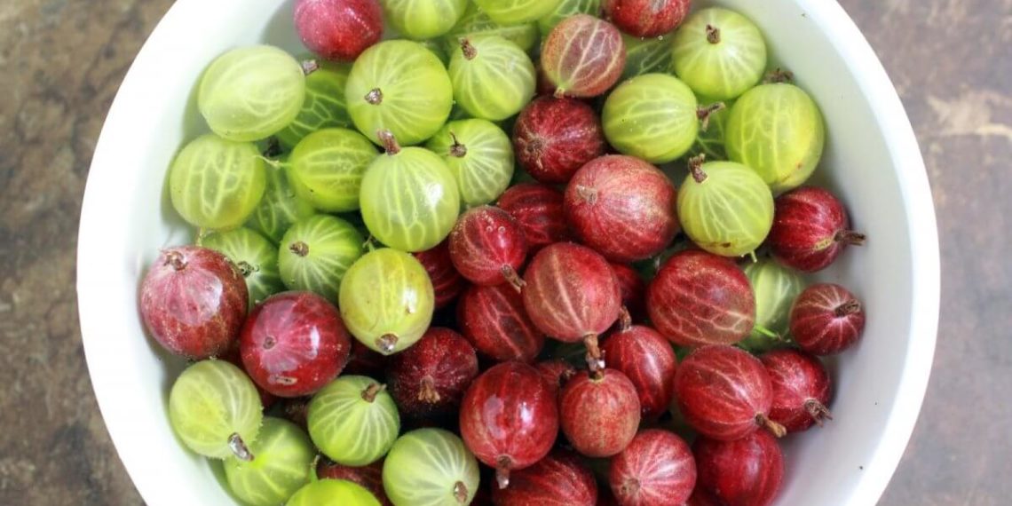 посадка крыжовника весной саженцами-4