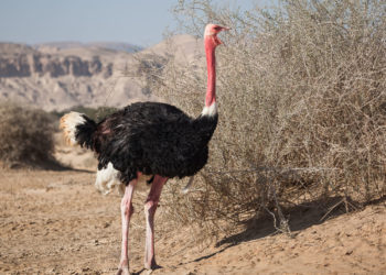 разведение страусов в домашних условиях для начинающих