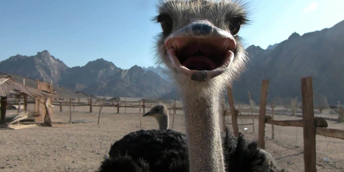 разведение страусов в домашних условиях для начинающих