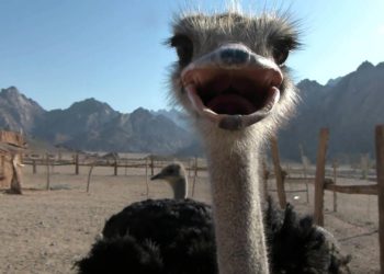 разведение страусов в домашних условиях для начинающих