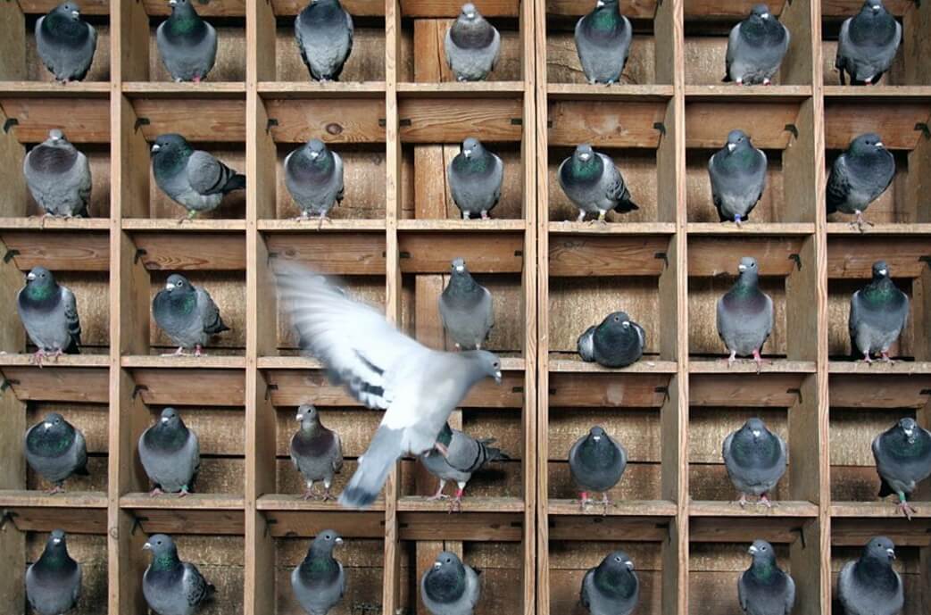 содержание голубей в домашних условиях