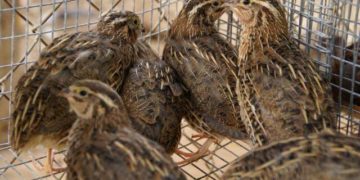 содержание перепелов в домашних условиях для начинающих