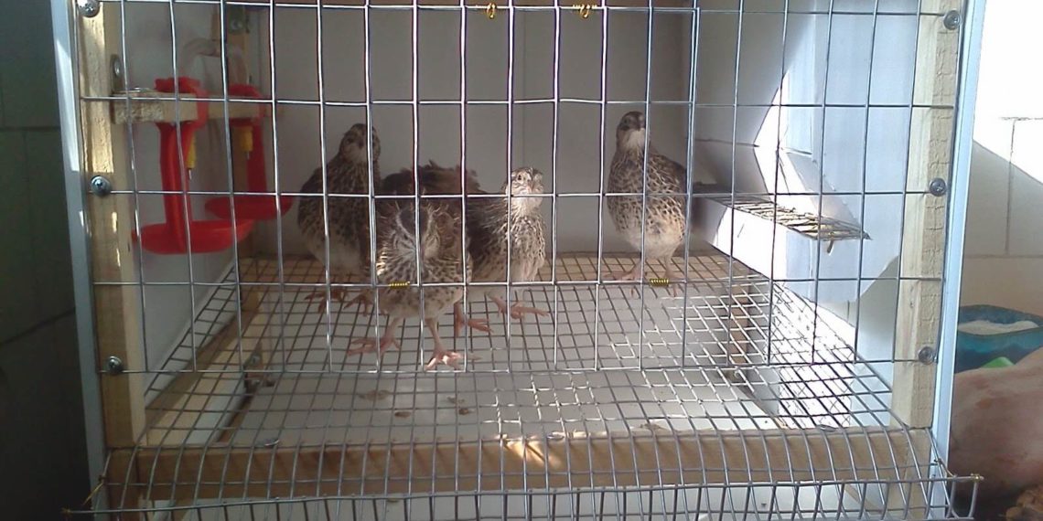 содержание перепелов в домашних условиях для начинающих-4