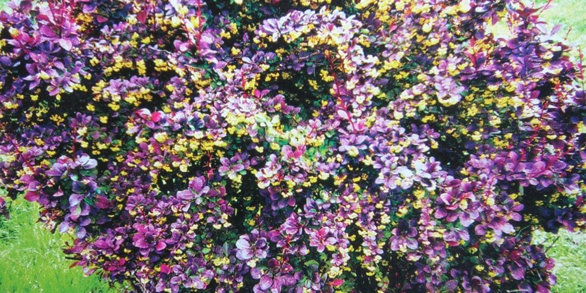 выращивание садовых кустарников-2