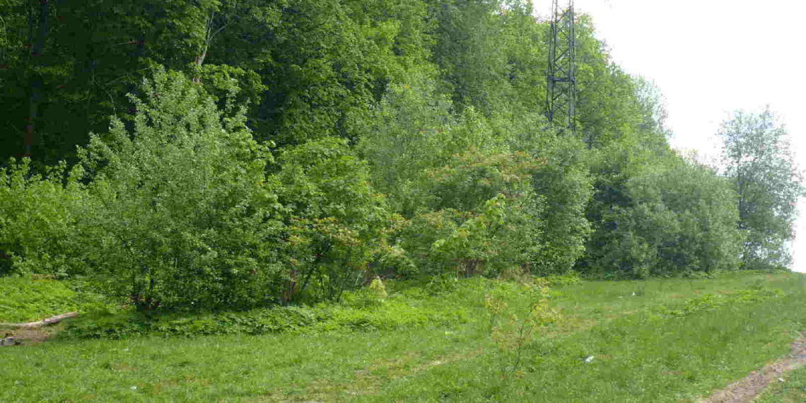 Правила ухода и выращивания декоративных и плодоносящих кустарников летом, осенью и весной