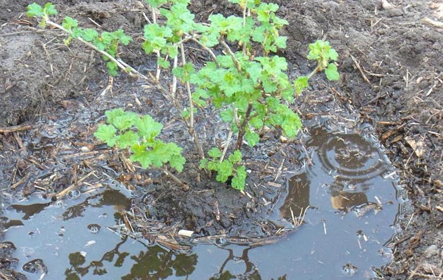 Чем подкормить крыжовник?