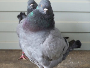 Разведение голубей в домашних условиях для начинающих