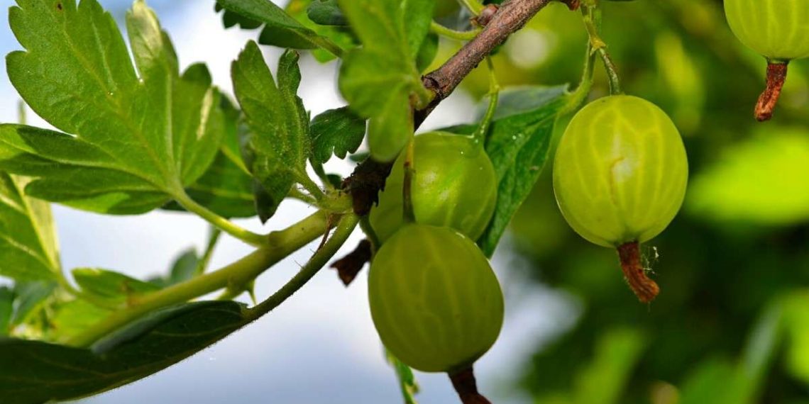 Когда созревает крыжовник?