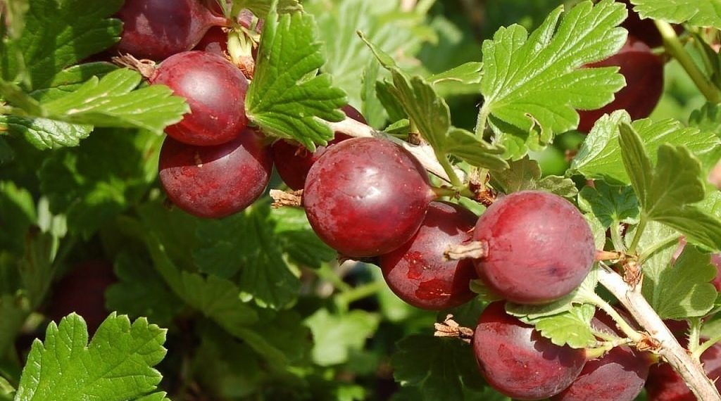 Сорт крыжовник красный