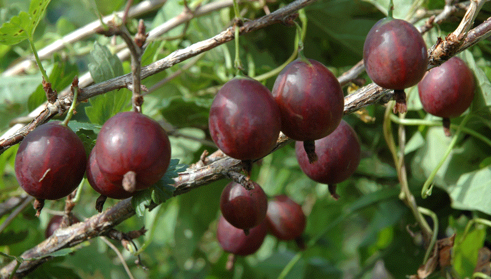 Крыжовник Олави