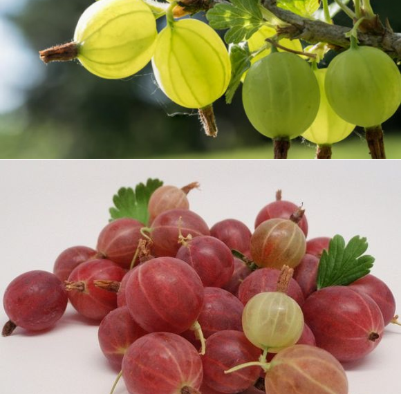 Чем полезен крыжовник?