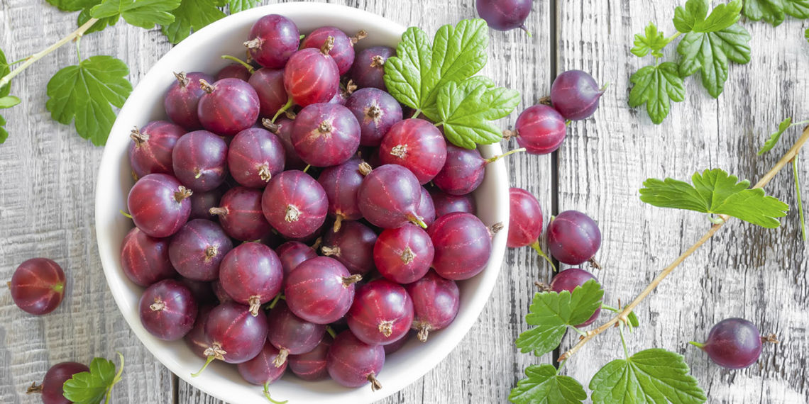 Крыжовник Сенатор