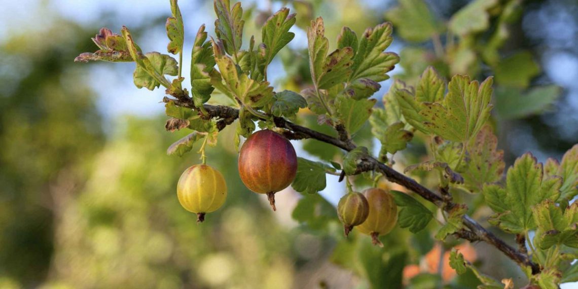Крыжовник. Болезни, вредители и борьба с нимиКрыжовник. Болезни, вредители и борьба с ними