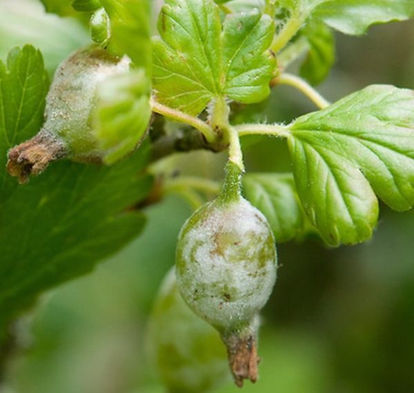 Американская мучнистая роса крыжовника: меры борьбы