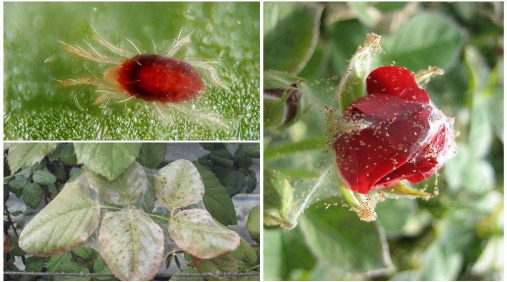 Паутинный клещ на крыжовнике: как бороться