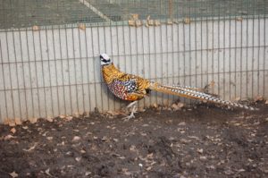Породы и разновидности фазанов