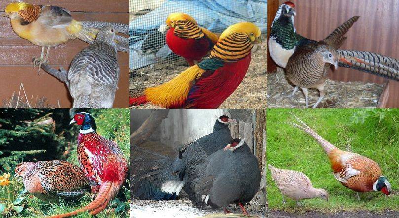 Птицеводство от А до Я: Породы и виды фазанов.