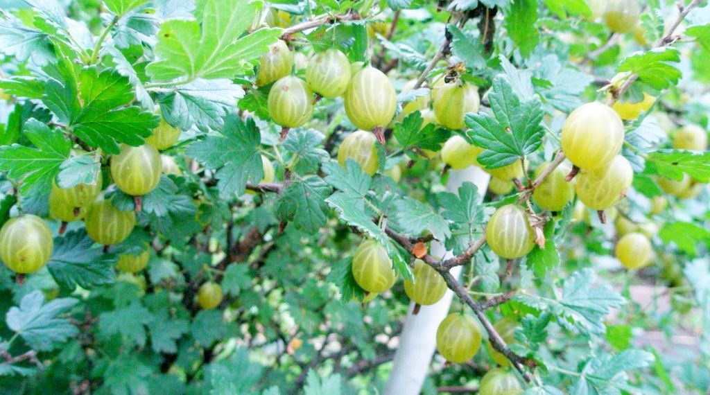 Крыжовник алтайский номерной