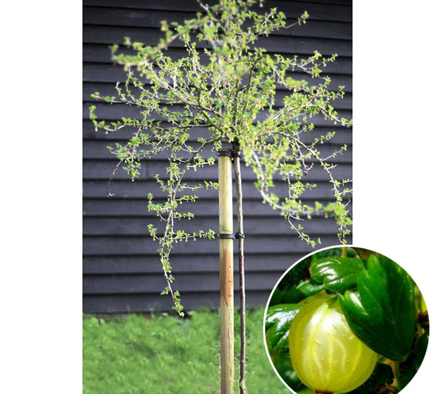 Крыжовник штамбовый