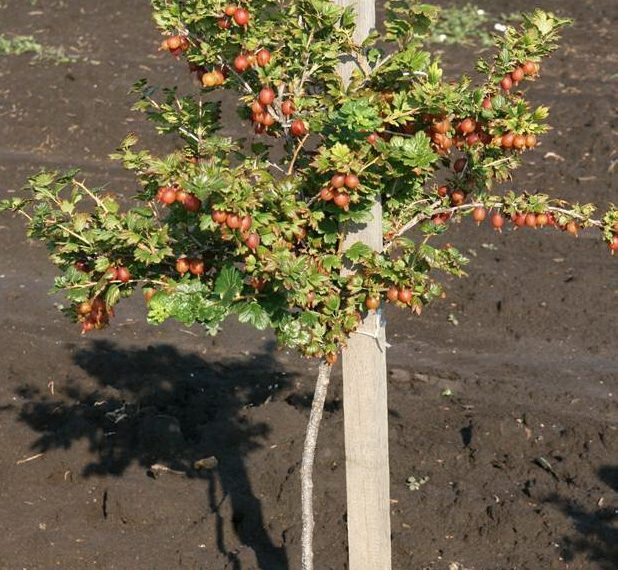 Крыжовник штамбовый