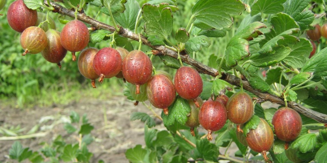 Крыжовник сорта «Арлекин»