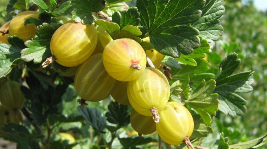 Крыжовник сорта Берилл