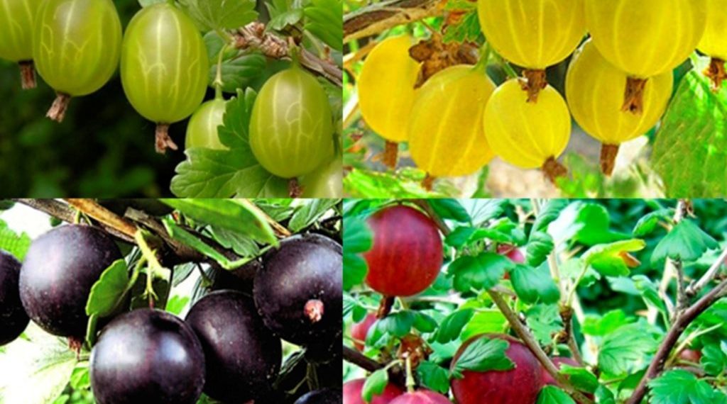 Чем подкормить крыжовник?