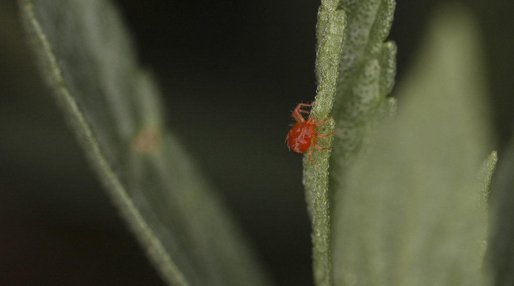 Паутинный клещ на крыжовнике: как бороться