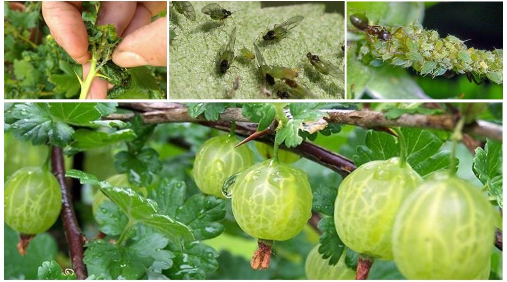 Тля на крыжовнике, как бороться с вредителем?