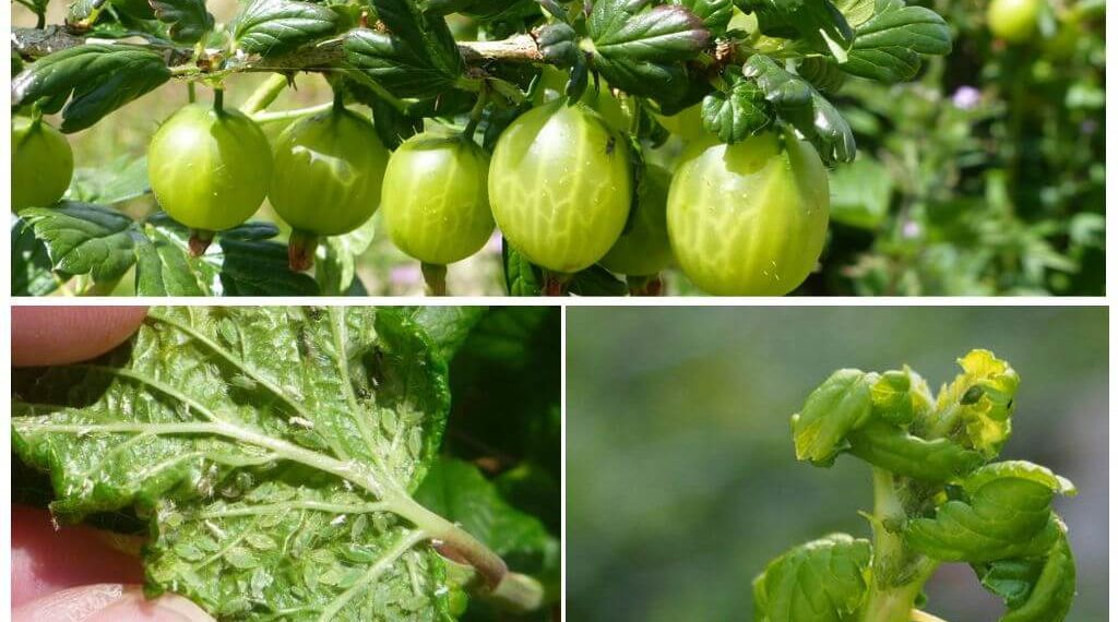 Тля на крыжовнике, как бороться с вредителем?