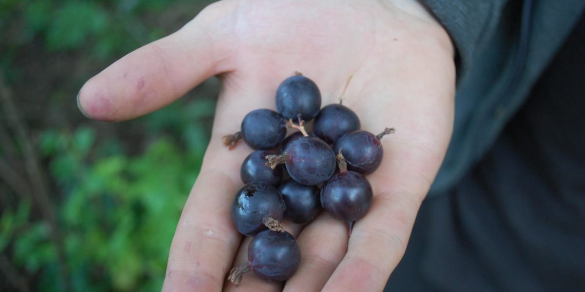 Крыжовник сорт Черный Негус