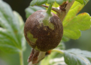 Мучнистая роса на крыжовнике