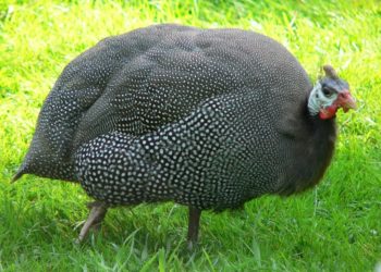 Цесарка бройлерная