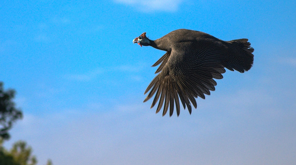 Цесарка летает или нет?