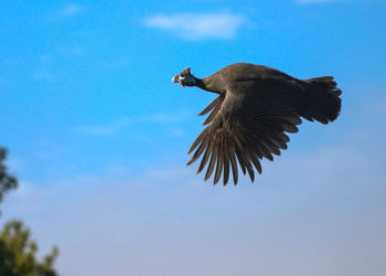 Цесарка летает или нет?