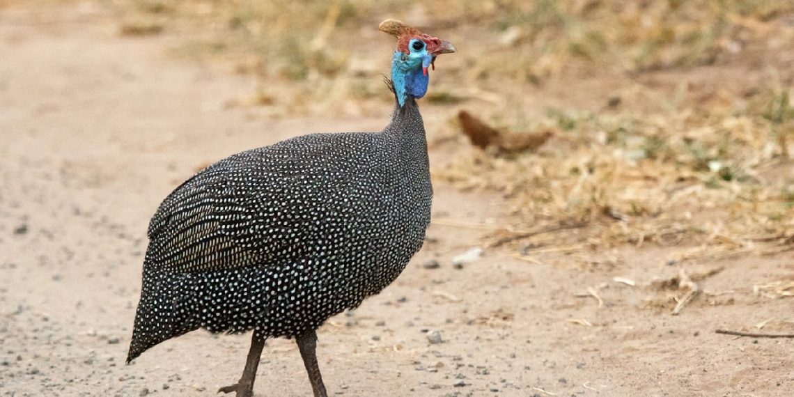 Дикая цесарка