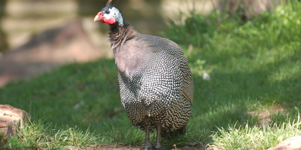 Дикая цесарка